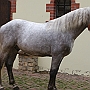 Spanish Norman Horse 1 (4)